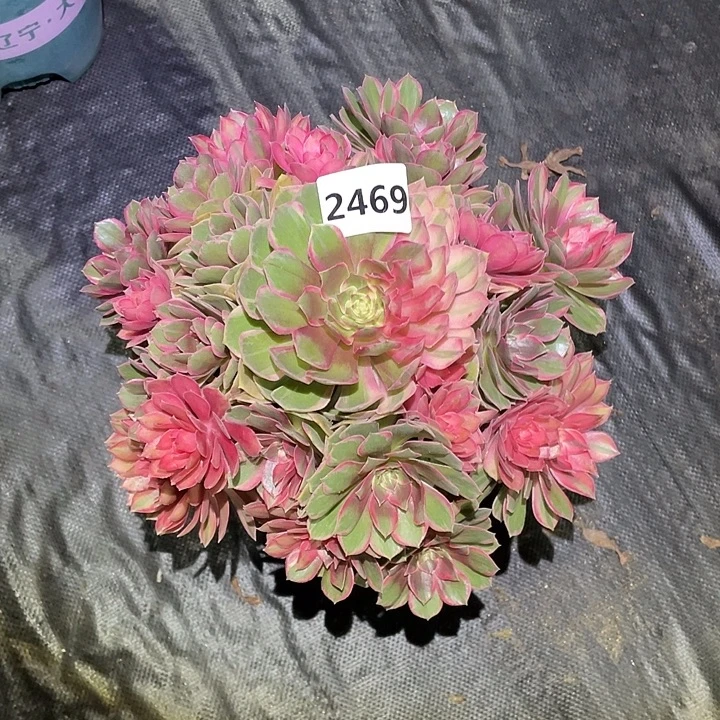 黑魔锦2469号多肉植物