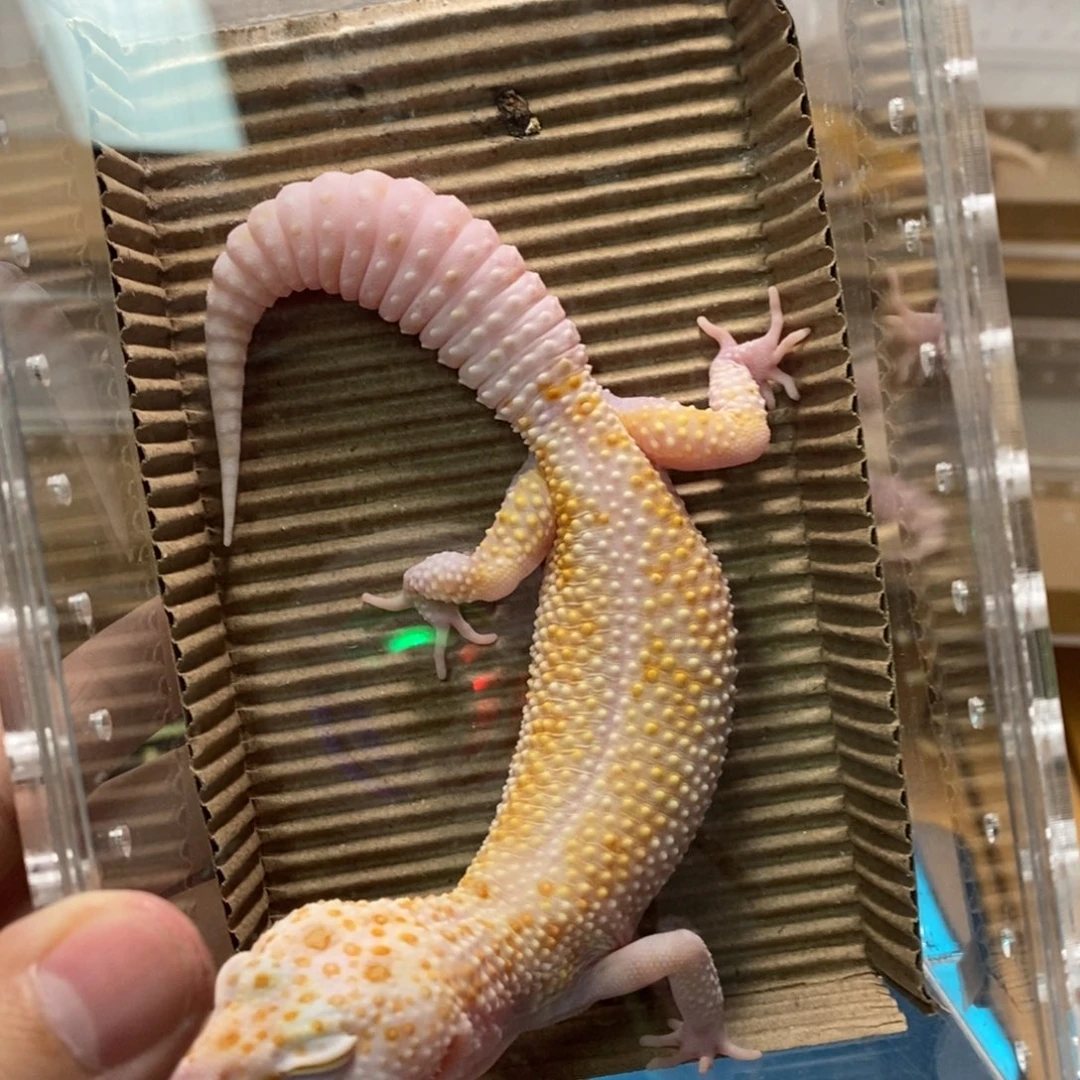 豹纹守宫精品豹纹