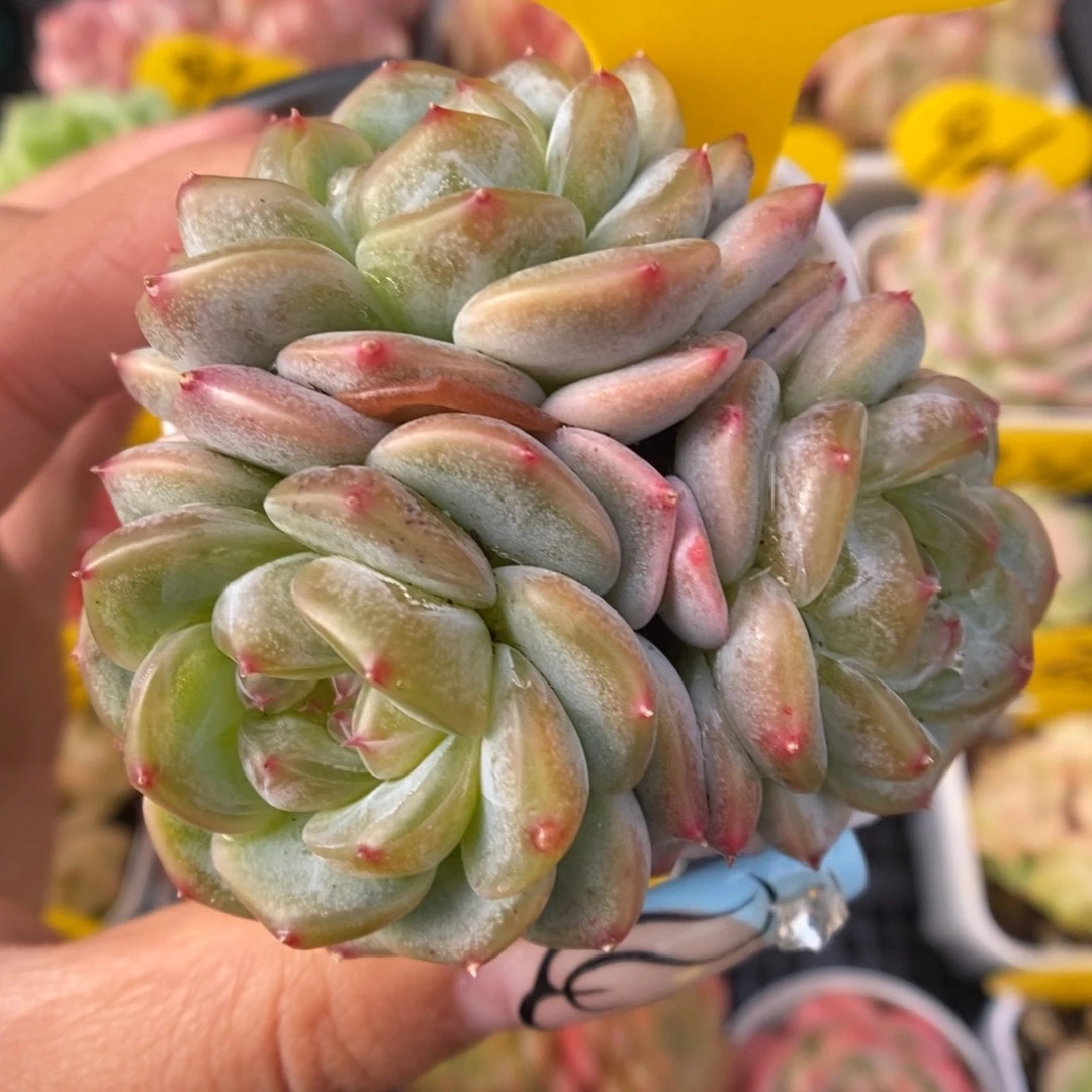 甜心3000群生333号。