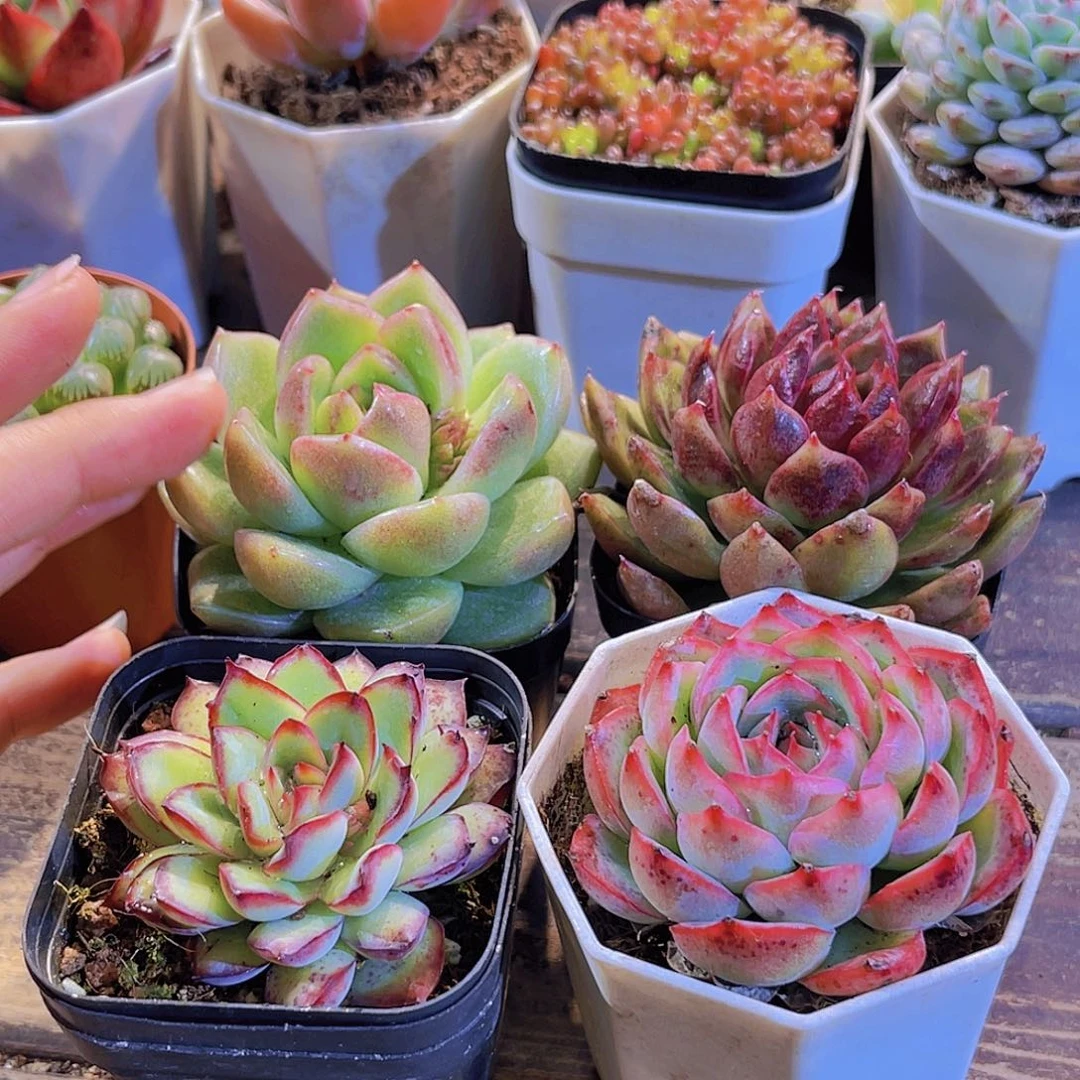 肉酱。肉酱。侧影。玫瑰