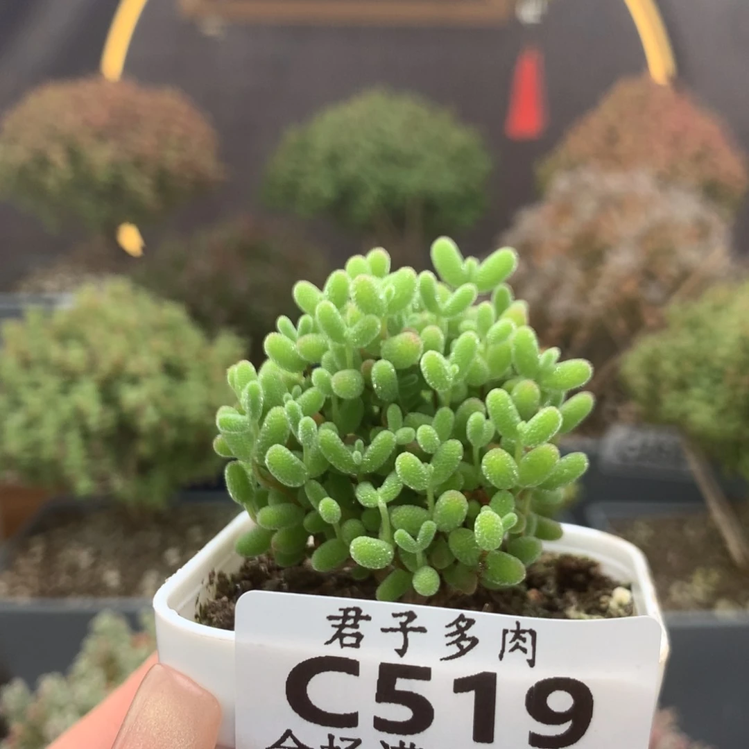 c519蜜橘枝干番杏