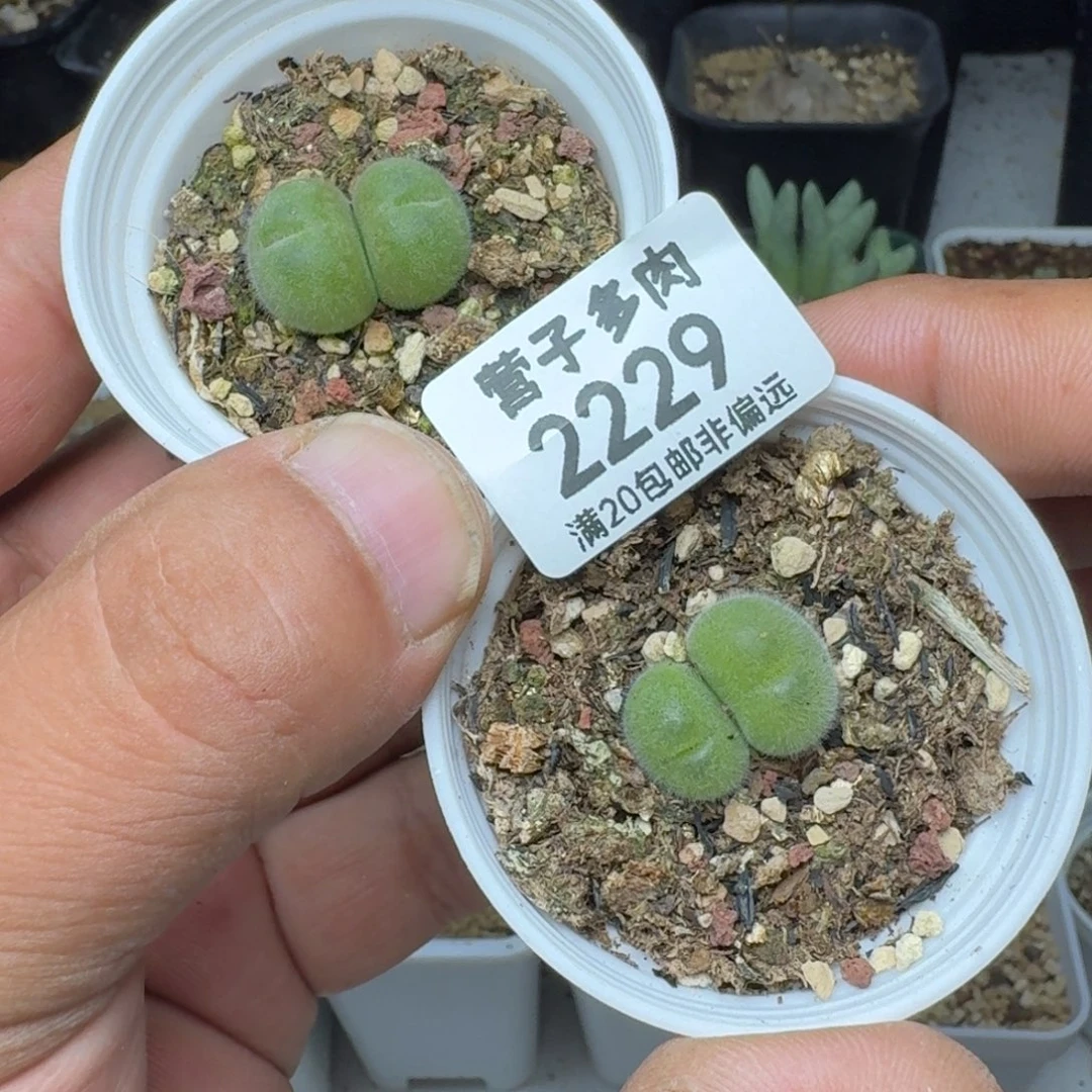 长毛带盆土。