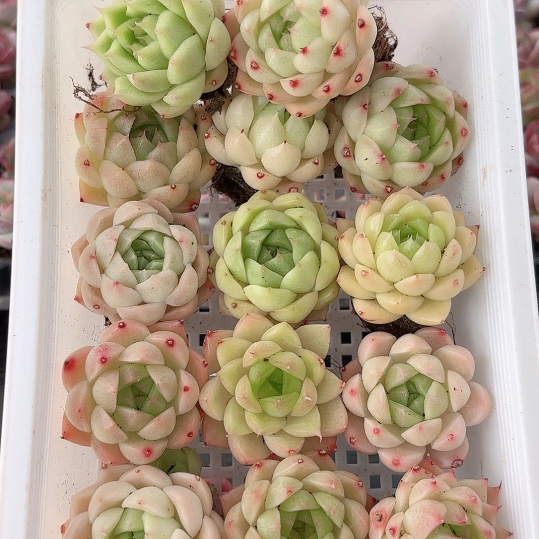 如图品质 21颗 麦秆 新疆西藏内蒙不发货