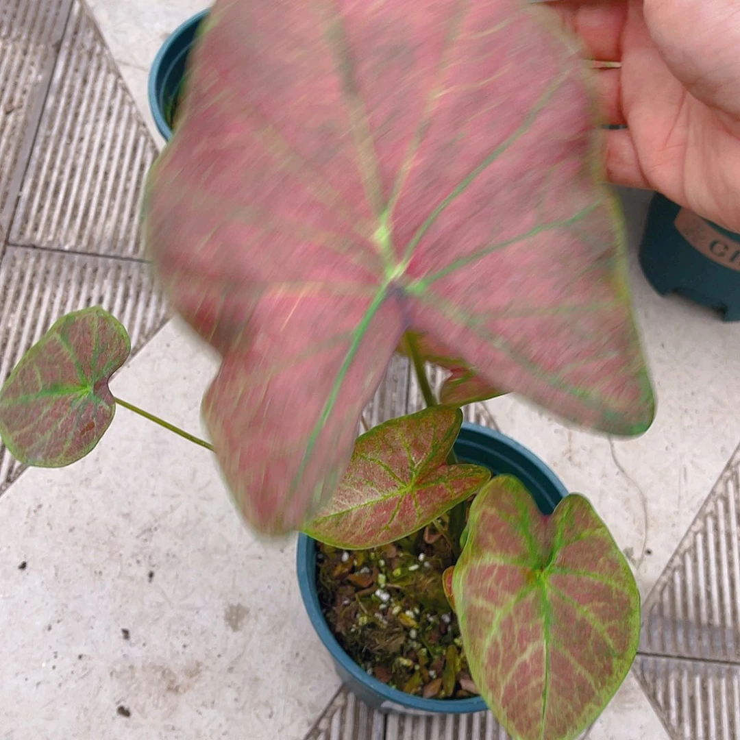 完全开放泰彩一物一拍8585