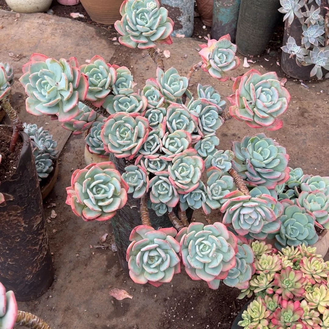 露养老桩脱土裸根白月光