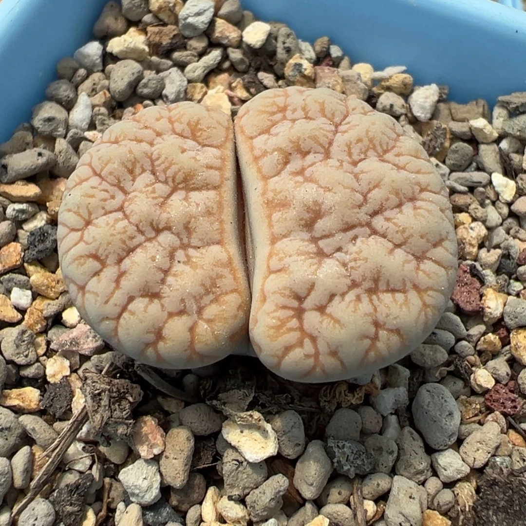 苍***泽2160带盆土睫毛凹凸铁189一颗