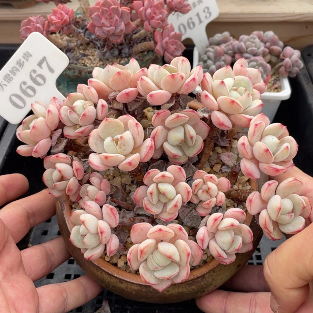 0667香草不带盆16厘米