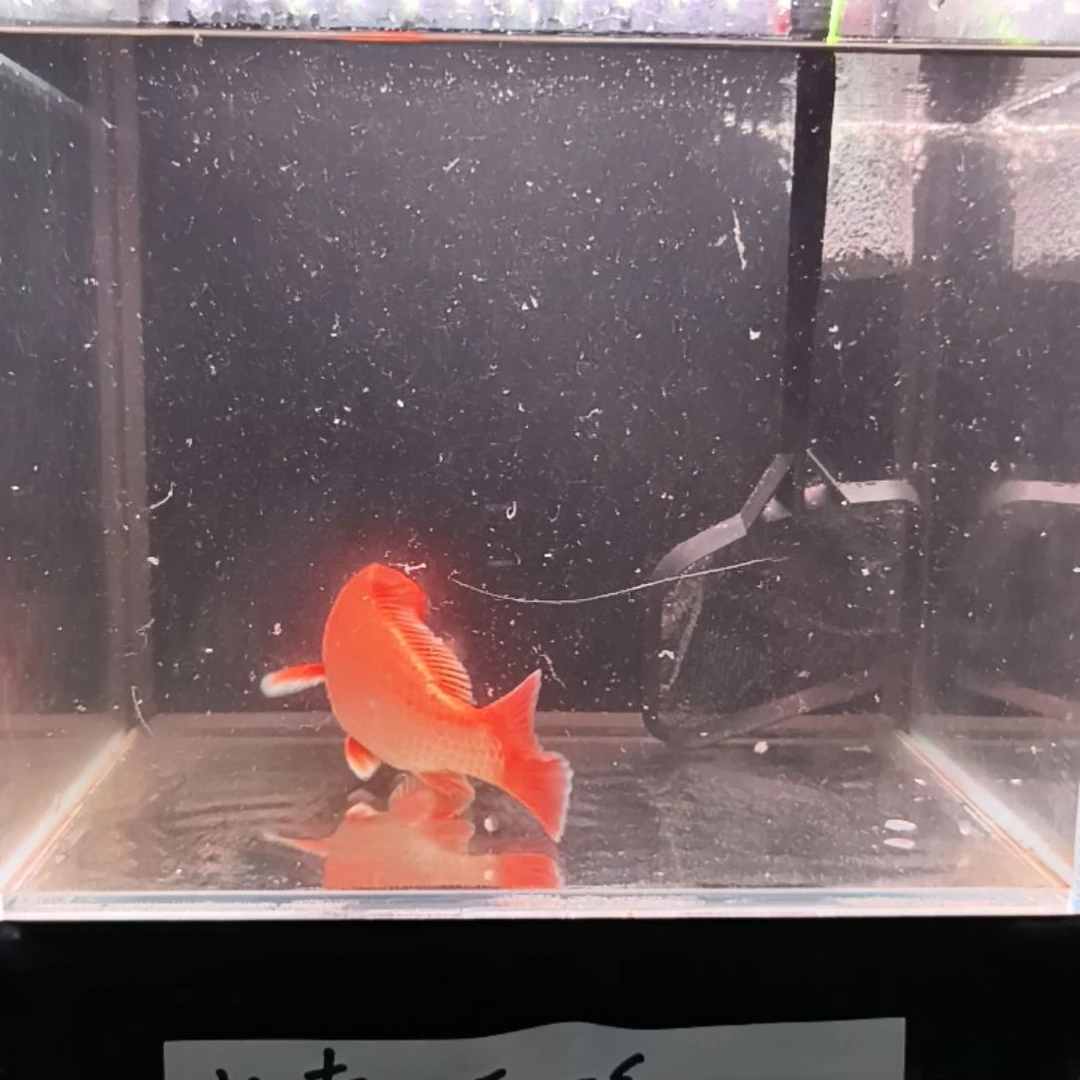 蝴蝶鲤蝴蝶鲤红蝴蝶鲤