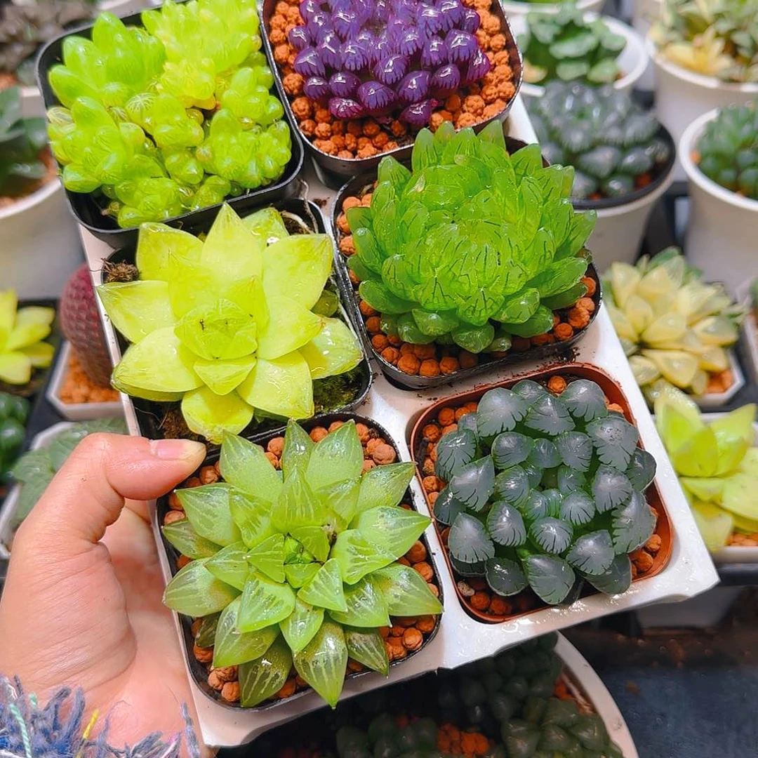 玉露群，紫宝石，黄金，蝉翼，玉露寿，冰灯