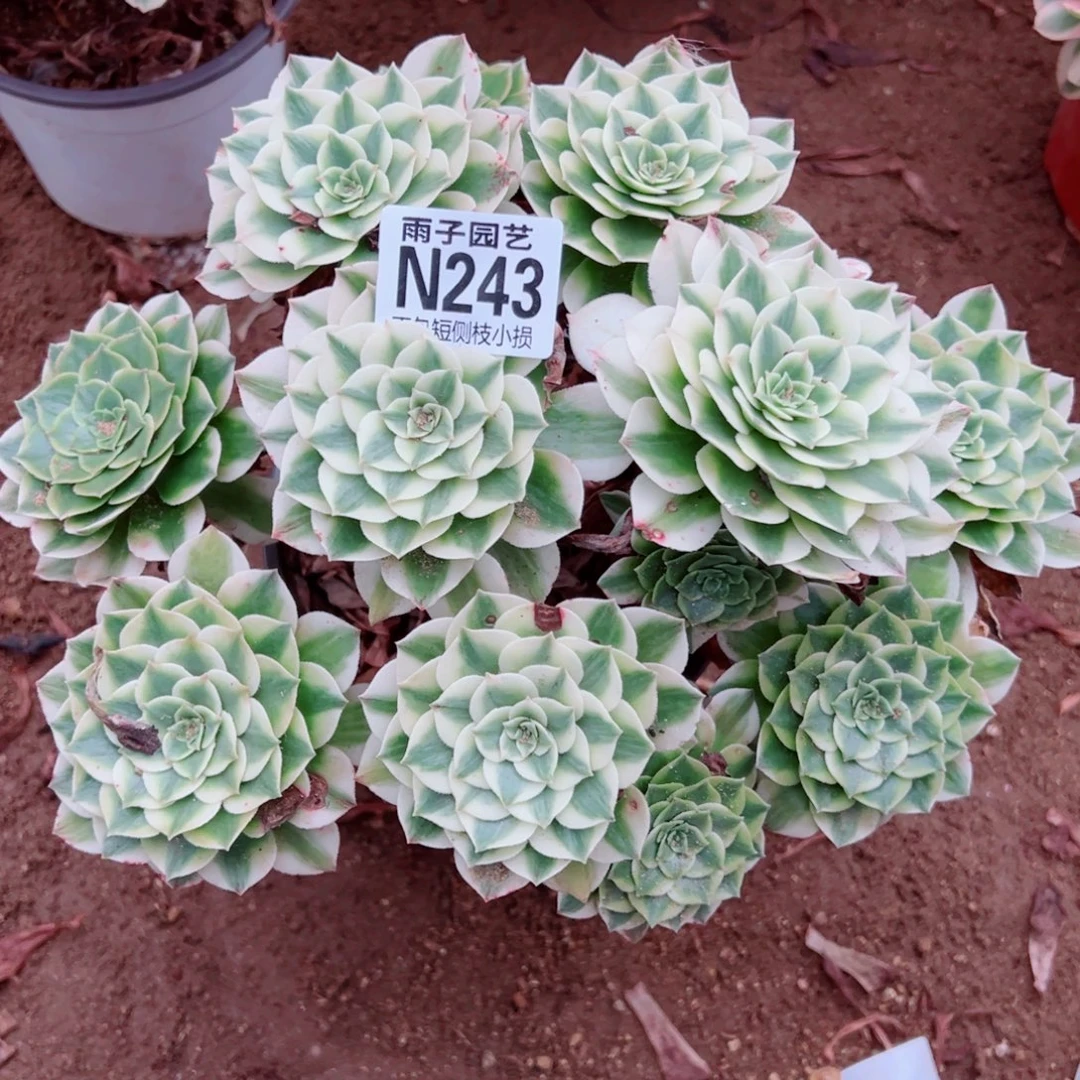 243绿豆沙尺寸25左右