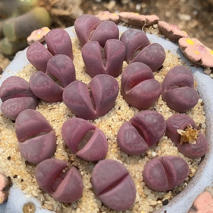 红大内一组三颗