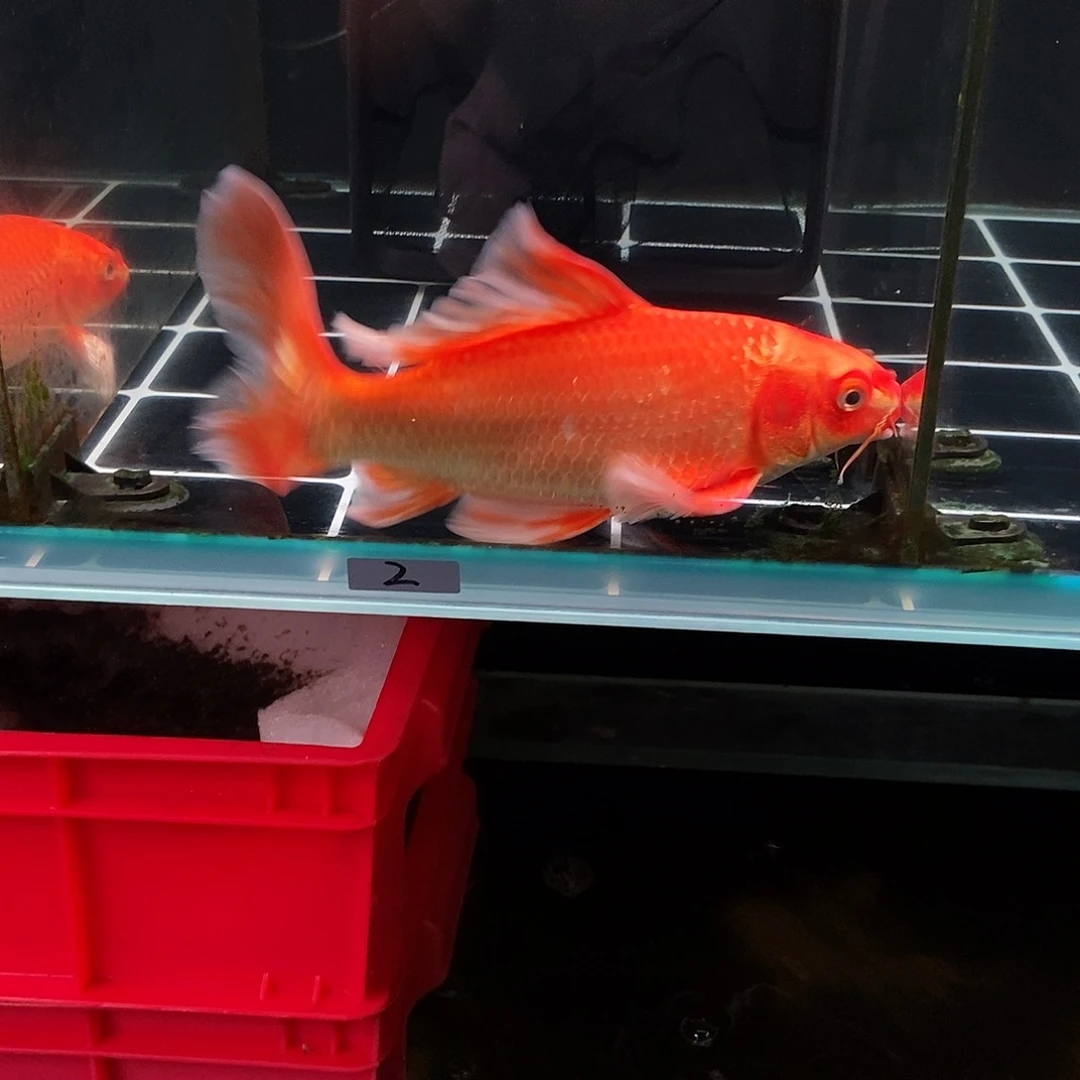 s***曹蝴蝶鲤鱼2号红色蝴蝶鲤差价