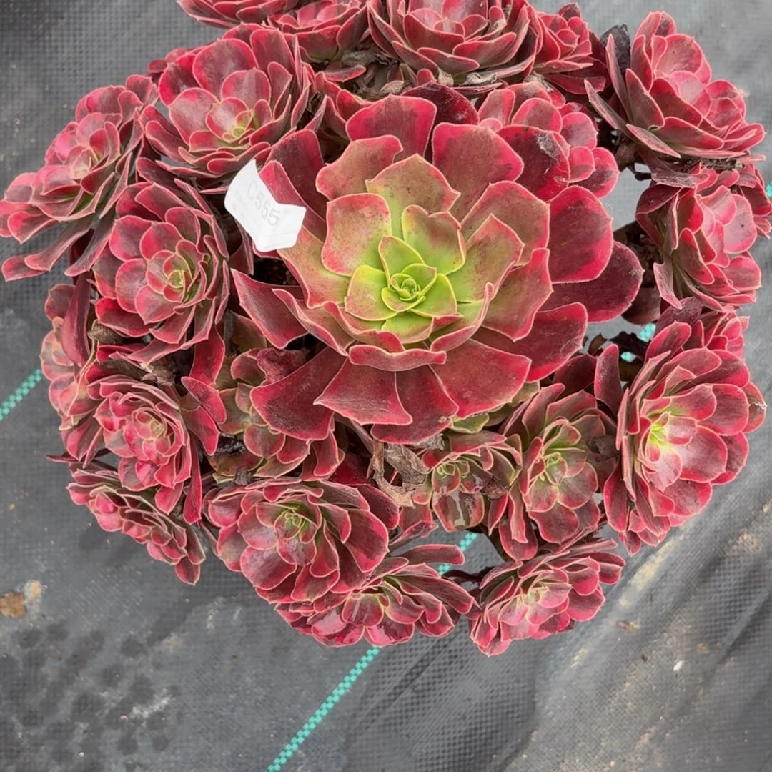 555大凤冠多肉植物