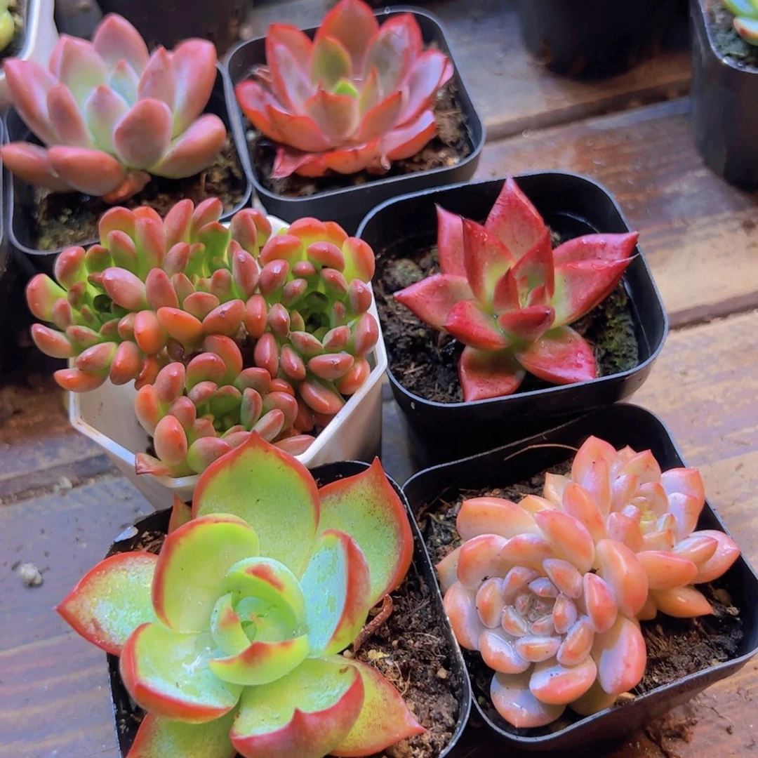 红宝石 罗卡 惊鸿 星星橙