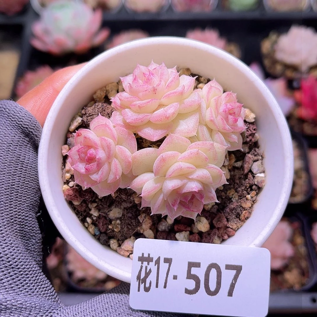 花17-507白天鹅群