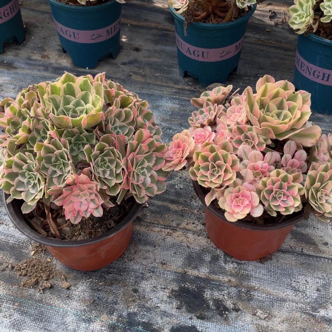 天*健076男神➕粉女巫精品法师多肉