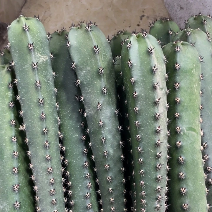 黑刺袖铺实生一代侧芽4.88