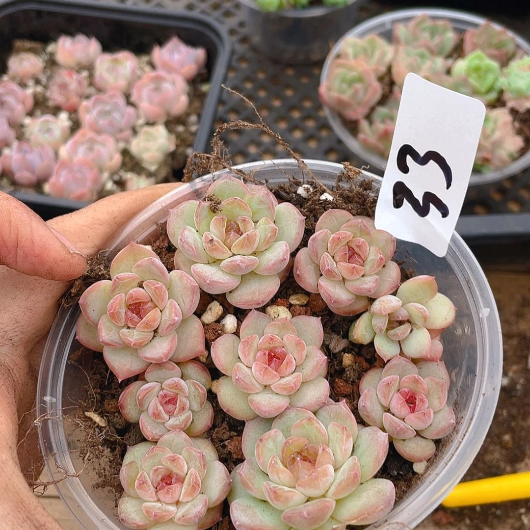 多肉植物多肉植物33