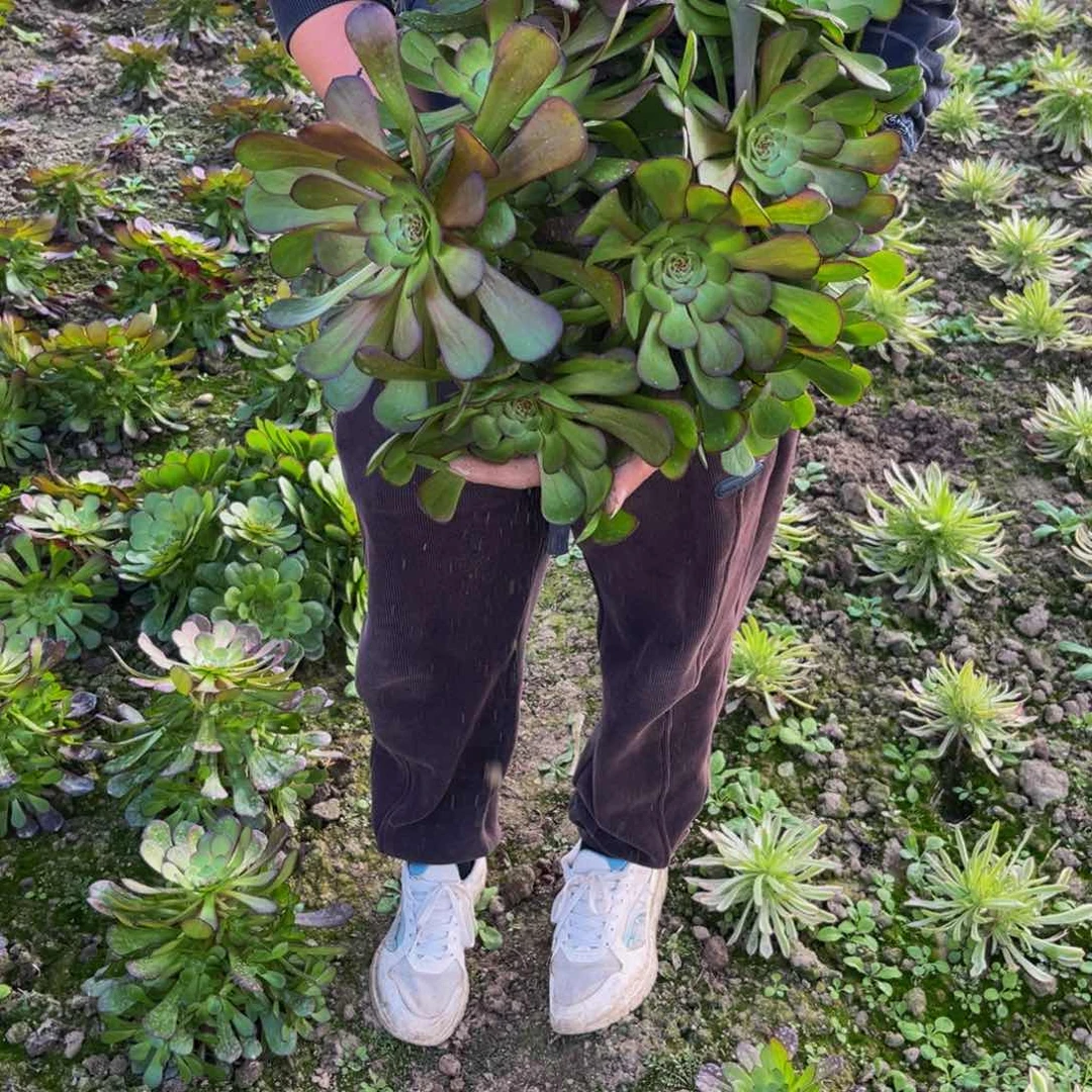 黑暗萝莉丛林多肉植物捧花的
