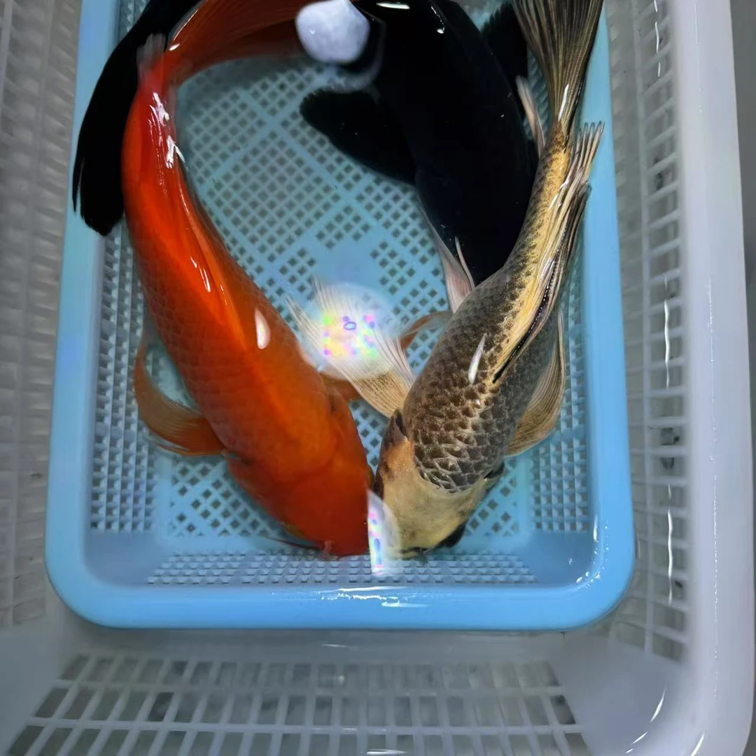 【三条装】15-20公分铁包金熊猫蝴蝶鲤红蝴蝶冷水鱼观赏鱼包邮