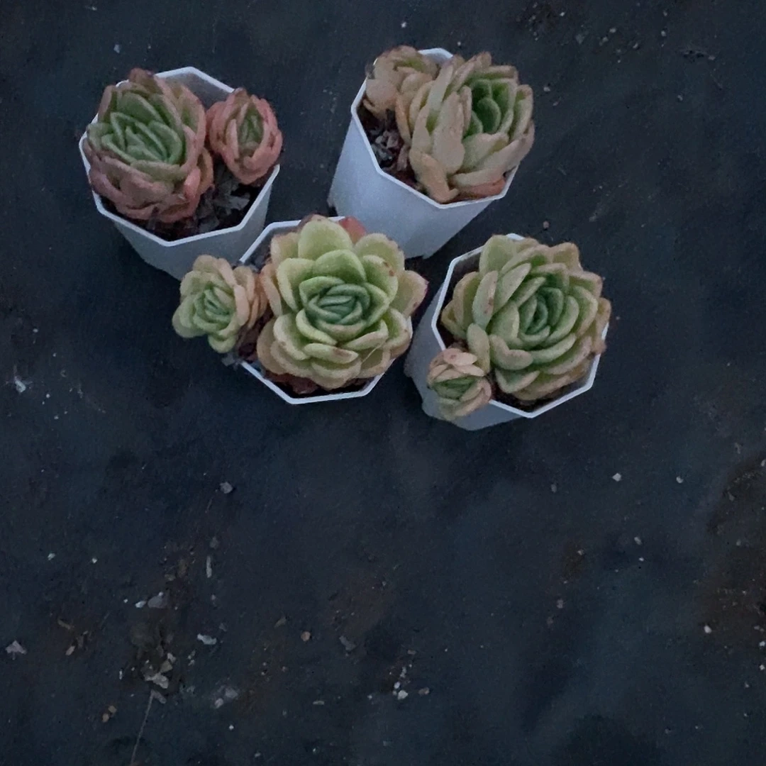晓***运冰玫瑰锦4盆带盆带土