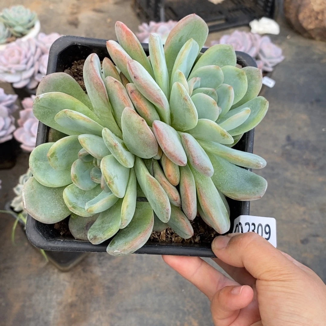 2309全明星一物一拍