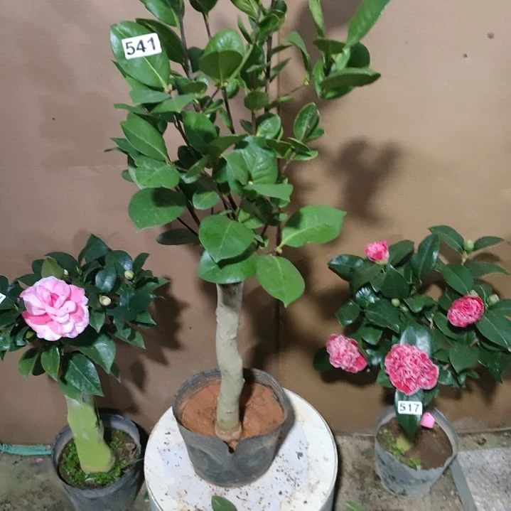 542恨天高，原盆原土发货，不包邮