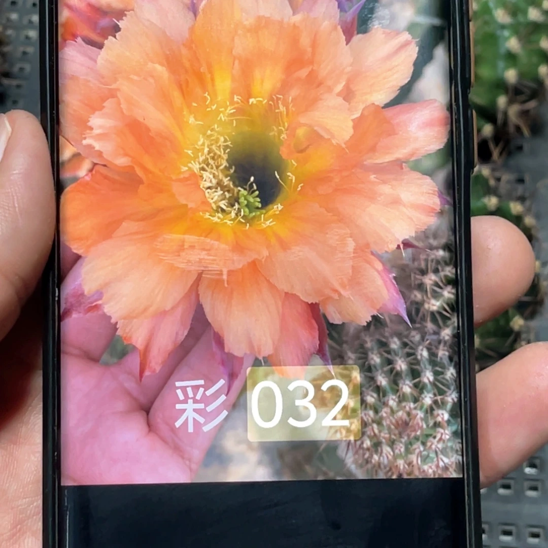 彩草 032侧芽 歪 满20包邮冠幅5公分