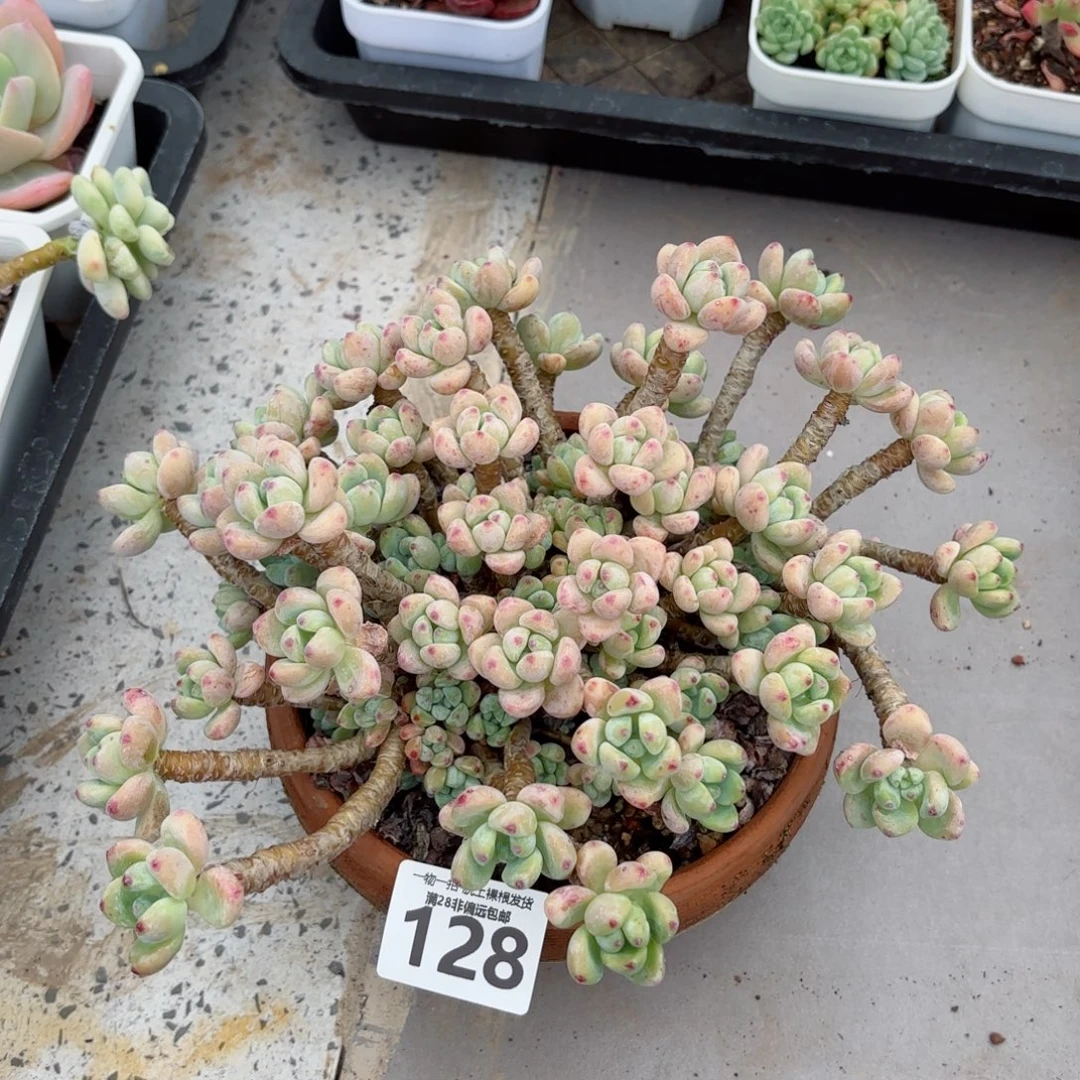 樱花罗绮老桩无盆土发货