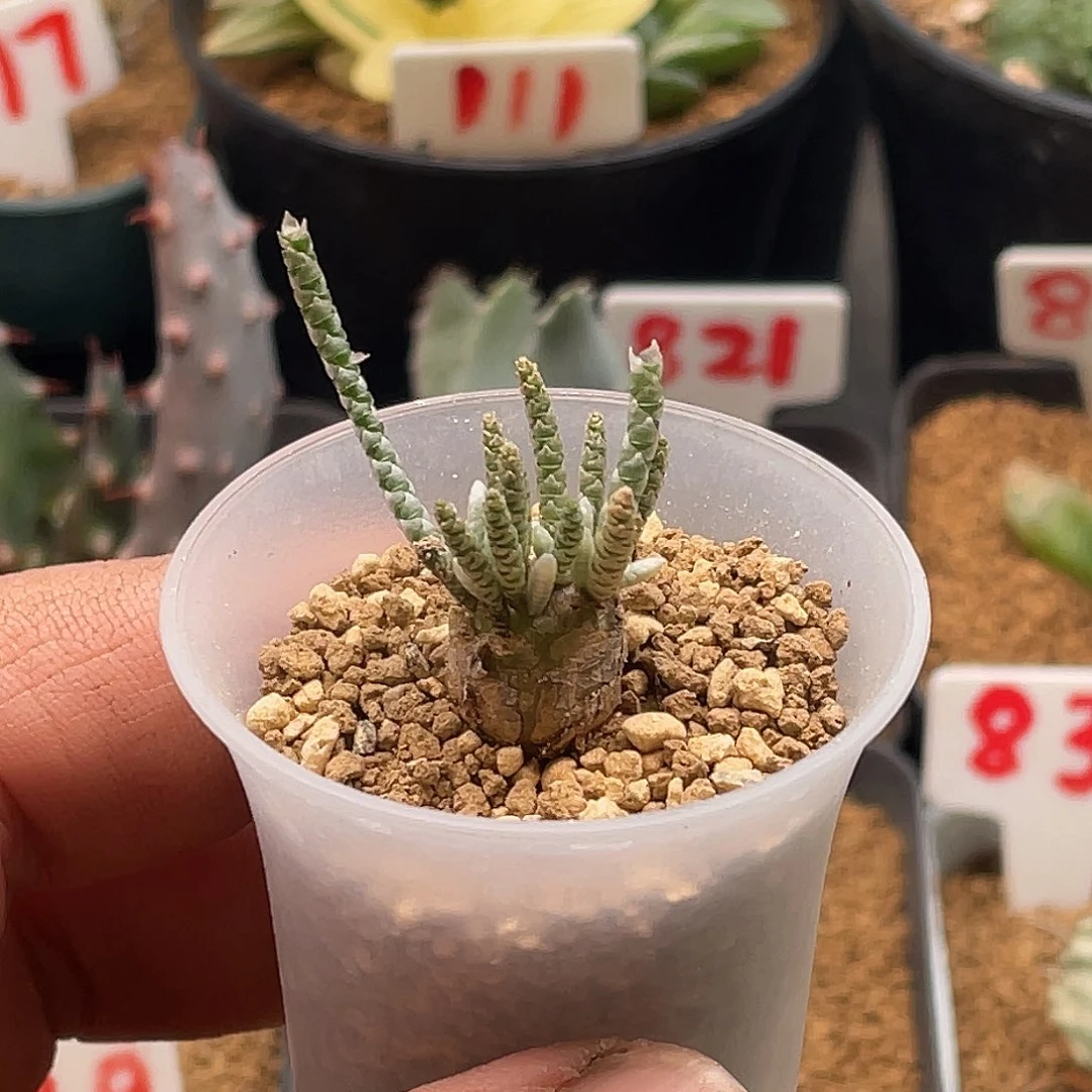 实生韧锦 带盆土包邮