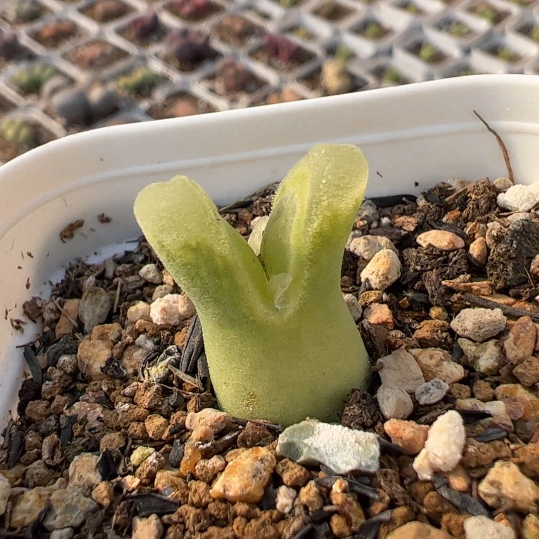 321多肉植物百科