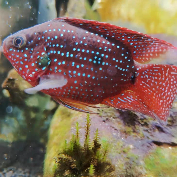 稀有进口红宝石鱼血钻鱼热带鱼球型三湖慈鲷马鲷科鱼招财鱼观赏鱼