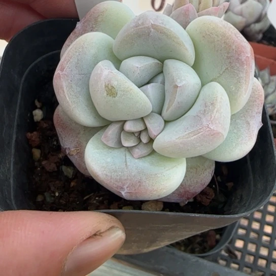 91 一物一拍多肉