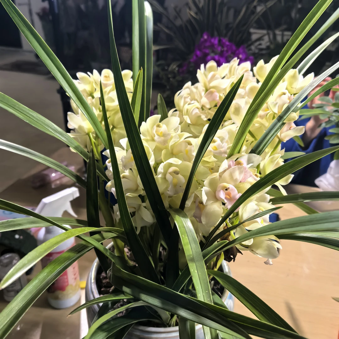 一大盆带盆40 - 50厘米白玉香兰室内外花卉绿植香味浓花期长好养