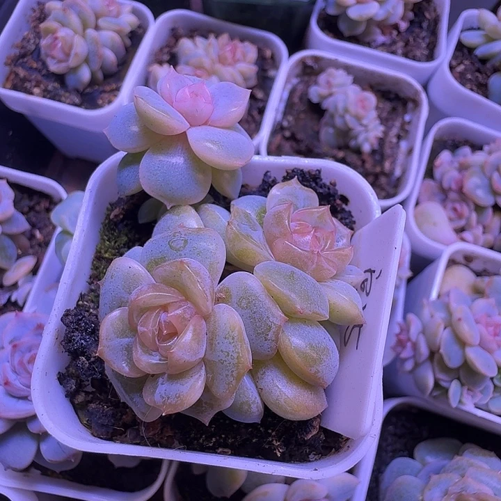 宫花阿娜三头福利