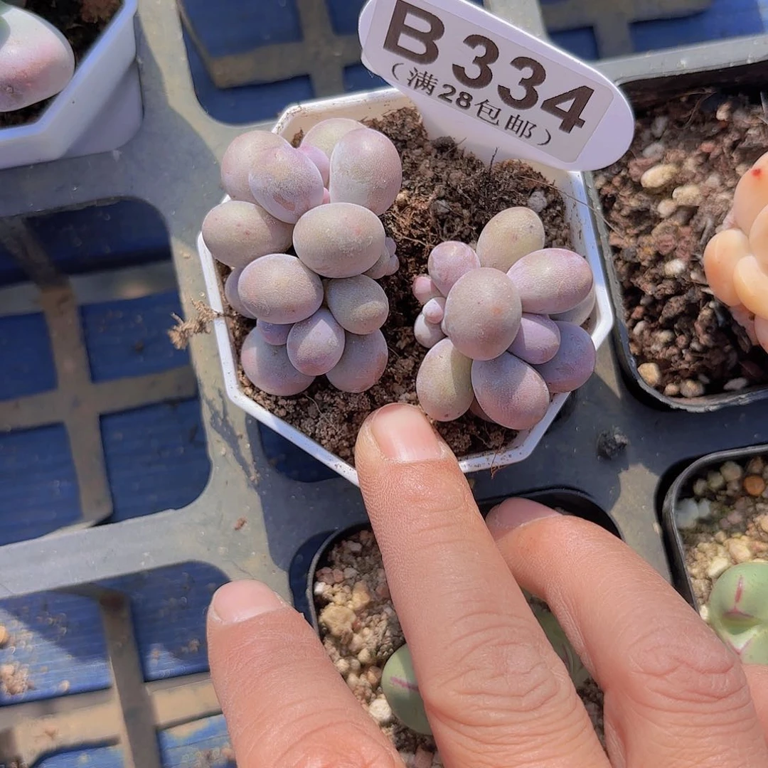 B334汤圆一物一拍