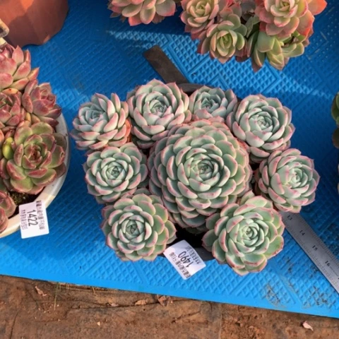 k****j1490水晶多肉