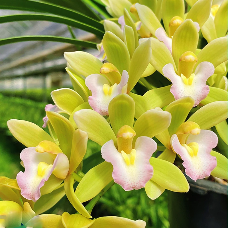 正宗兰花【蕙兰-香兰】清香型带花苞精品大盆绿植室内盆栽批发直播