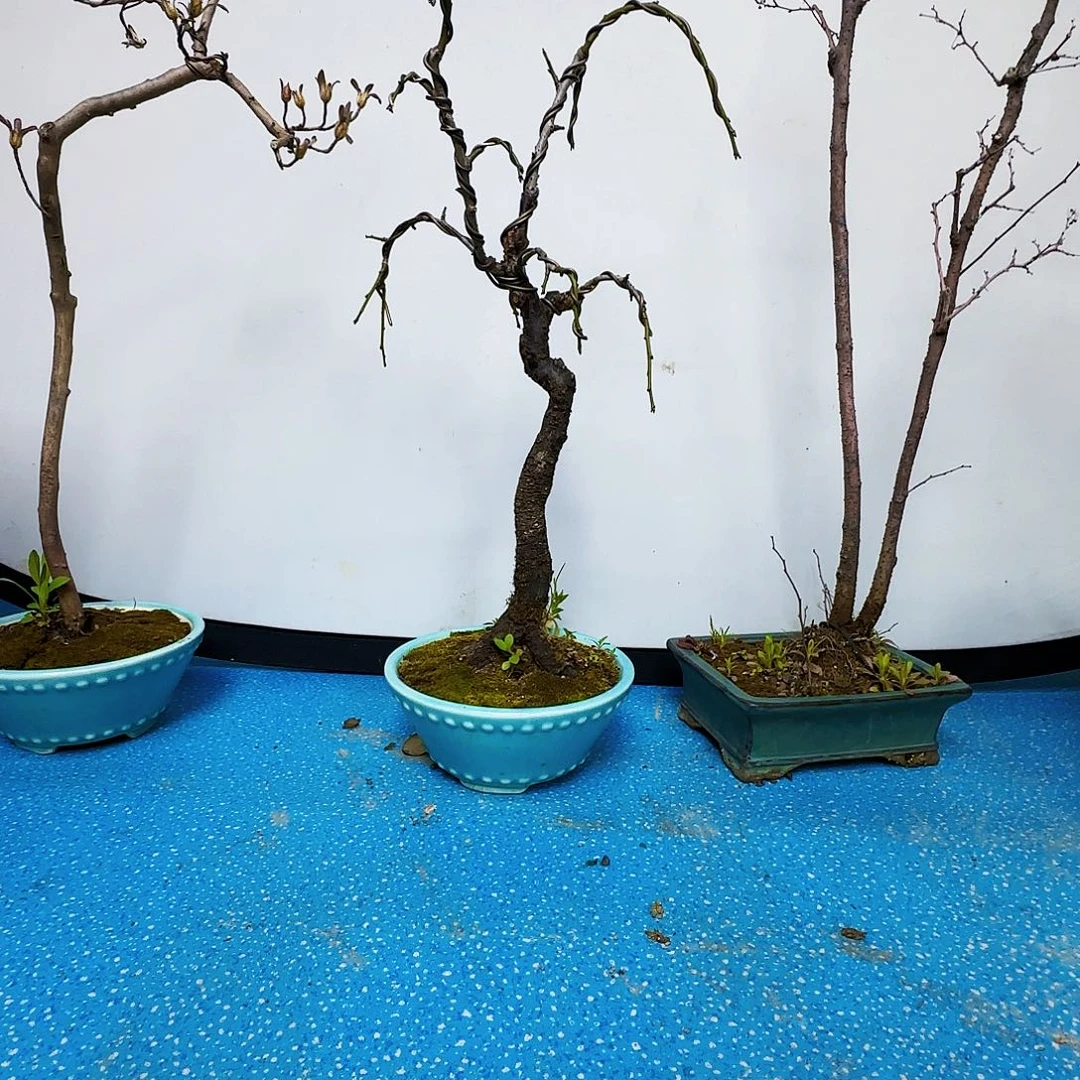 红陶老***置xv b n l l