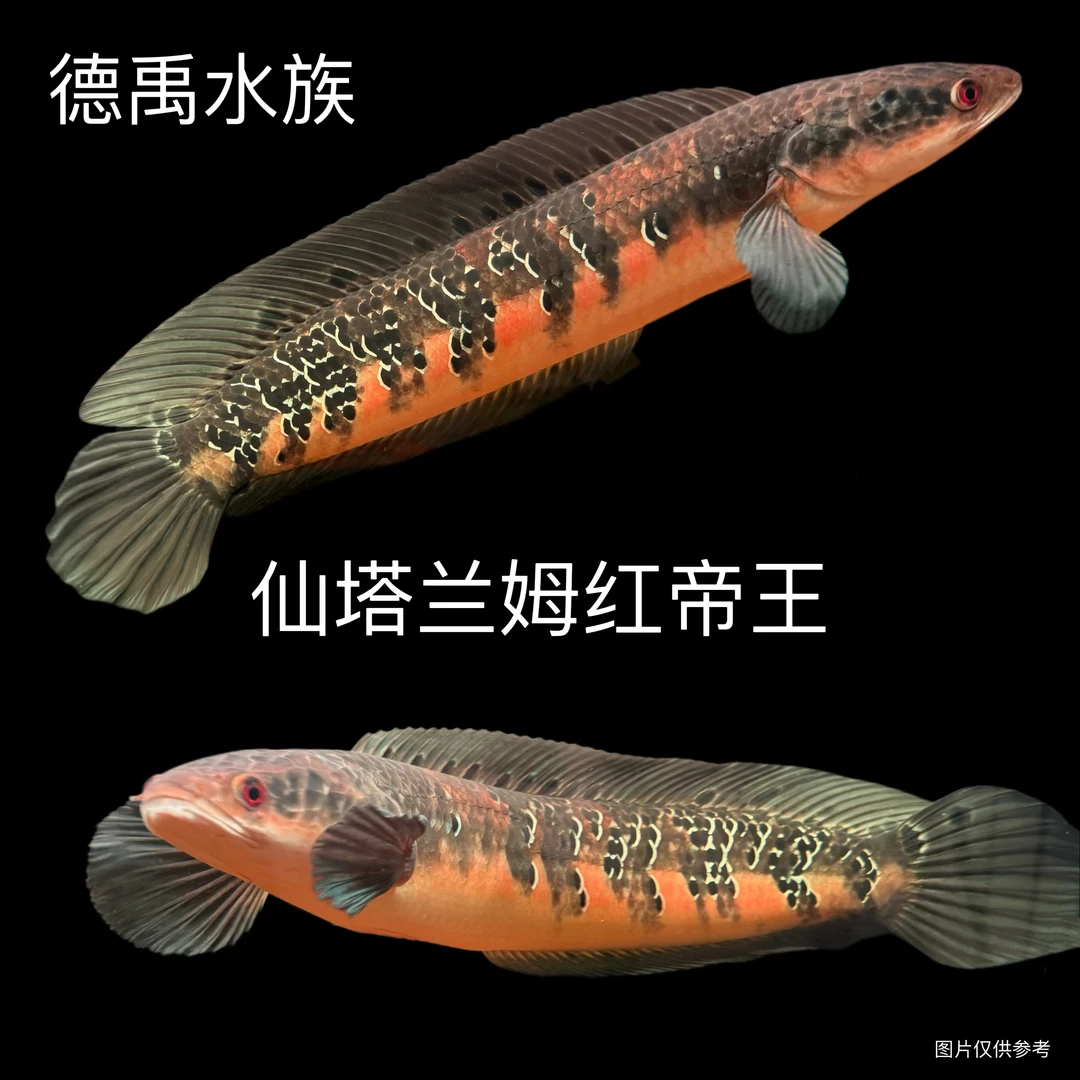 仙塔兰姆流域红帝王黑魔神雷龙鱼活体观赏鱼