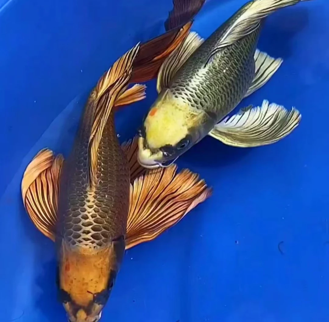 二号直播链接冷水观赏鱼红白三色锦鲤蝴蝶鲤包邮