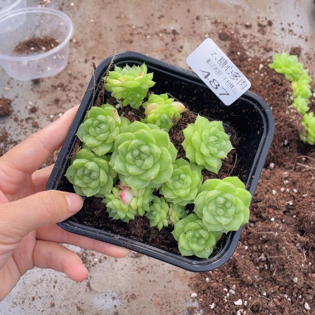 云糖心多肉植物487