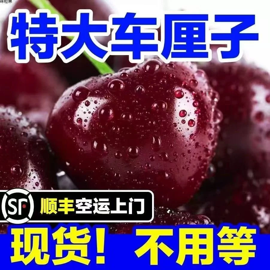[精品礼盒]智利空运车厘子桑提娜车厘子3J-4J800g内附果径卡桑提娜樱桃智利共和国