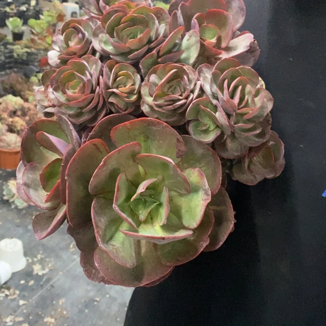 玫瑰秀妍大盆整桩，250杯