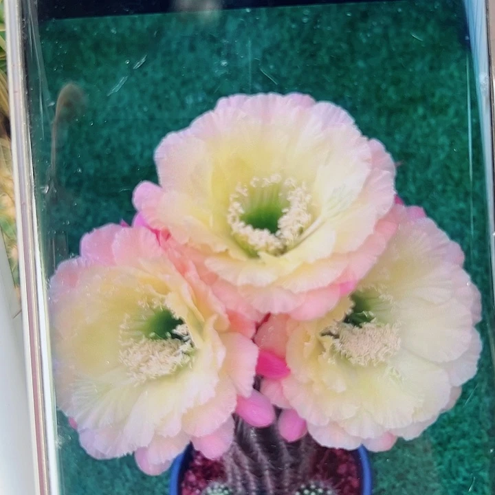 毛花柱初春侧芽一棵