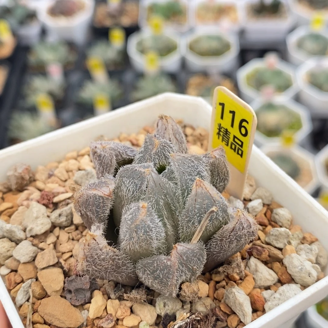 不开花植物116玉露