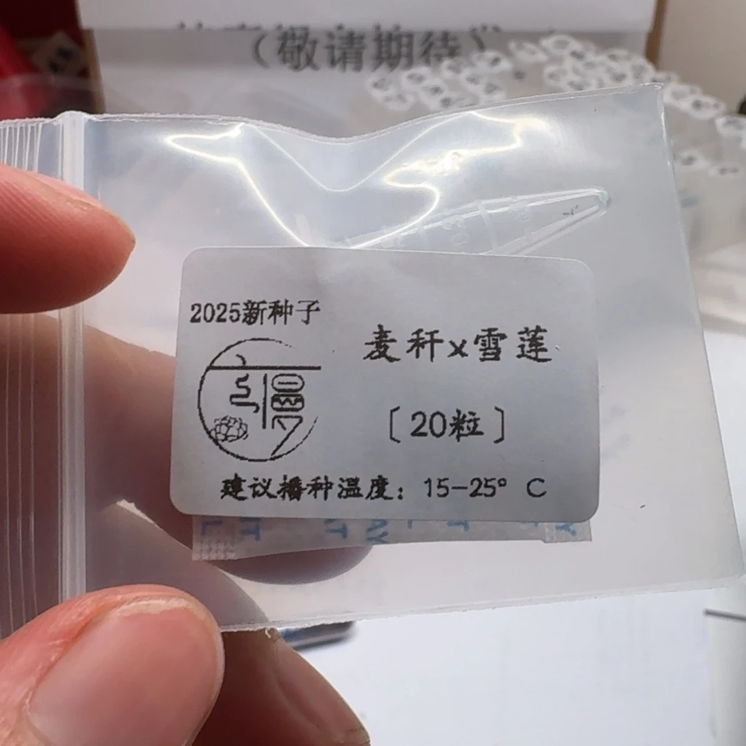 云慢2025新种子糖珍系20粒