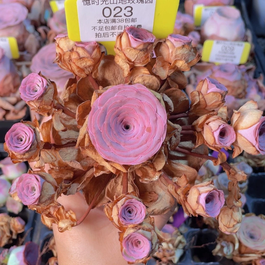 山地玫瑰023满38包邮
