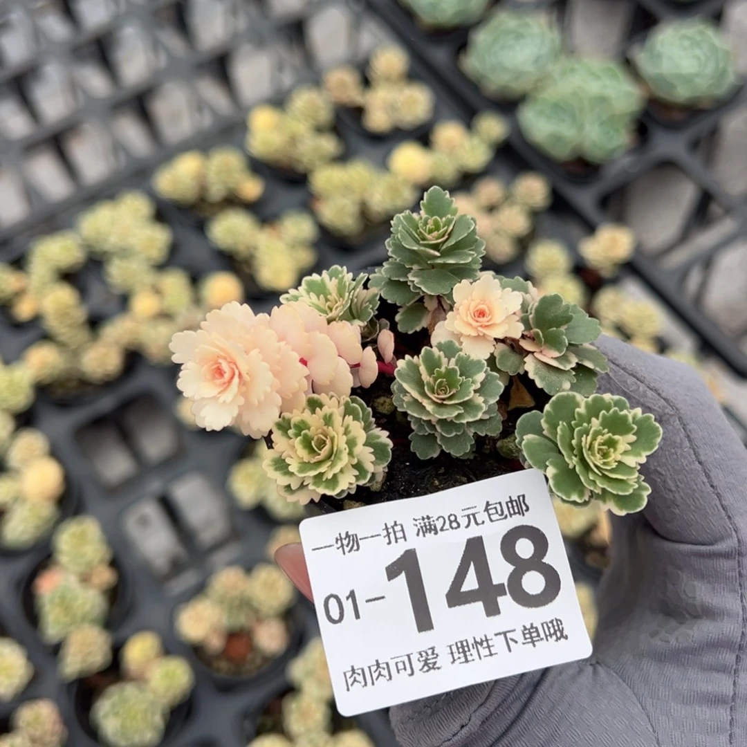 亚特兰蒂斯多肉多肉多肉多肉