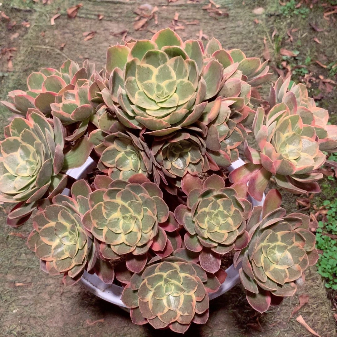 浣纱捧花，多肉植物
